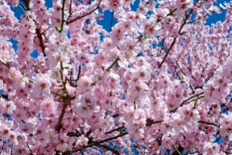 japanese-cherry-trees-2168858_960_720